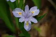 雪国植物園 新潟県長岡市