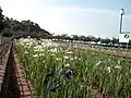 ハナショウブ園（北側）