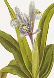 Iris alata (now planifolia)