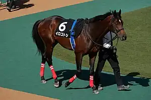 競走馬イロゴトシ