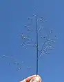 花序の様子