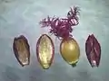 小穂の各部左より第1包穎・第1小花の内穎側・第2小花の護穎側・第2包穎