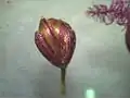 同・側面
