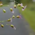 小穂と紫の花柱