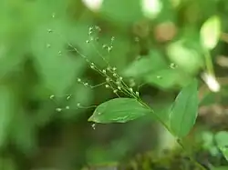 チゴザサ
