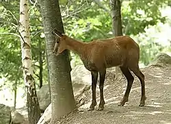 ピレネーシャモア