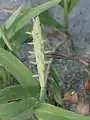 雌花が開花中のもの