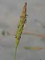雄花が開花中の花穂