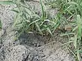 砂を掘り返して埋まった株元を示す