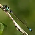 アオモンイトトンボのオスIschnura senegalensis Location 兵庫県芦屋市