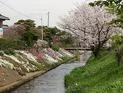 渋田川の芝桜