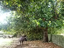 高こるせ石