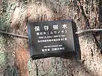 市川市保存樹木協定第91号 椋の木