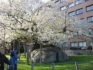 石割桜(岩手県)