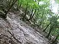 登山道の序盤