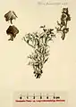 18世紀の植物学図録 Flora Danica より、本種の版画