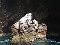 オットセイ