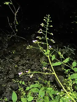 セキヤノアキチョウジ