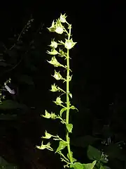花柄は長さ1cm以下で細毛が生える。花序の下部にある苞は葉状になる。