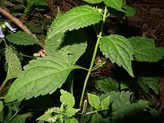 葉は対生し、葉身は狭卵形で、先は鋭くとがり、縁には低い鋸歯があり、基部はくさび形に狭くなって葉柄の翼に移行する。