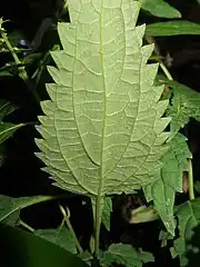 葉の裏面。