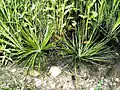 ミズニラ属の1種Isoetes engelmannii