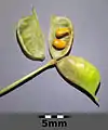 Isopyrum thalictroidesの豆の鞘状の袋果と種子