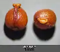 Isopyrum thalictroidesの種子