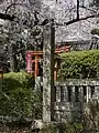 井保桜(いぼさくら)