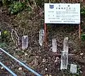 丁石と登口