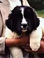 子犬