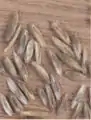 種子