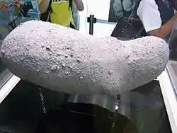 相模原市立博物館に展示された模型