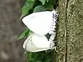 翅を立てた状態の交尾(翅が黒ずんでいる方が♂)