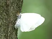 参考）同属別種 キアシドクガ♀の類似ポーズ