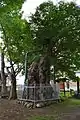 入り口のケヤキ（右手）