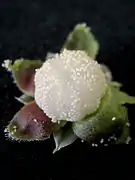 果実