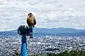 嵐山モンキーパーク