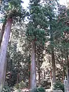 岩湧寺の老杉