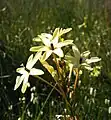 Ixia paniculata（ケープタウンの自生地）