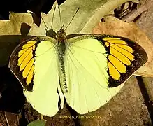 Teracolini(ツマアカシロチョウ族)メスシロキチョウ(Ixias pyrene)
