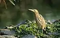 ヒメヨシゴイI. minutus
