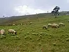 かつての面ノ木羊牧場（2002年（平成14年）8月）