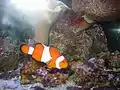 カクレクマノミ