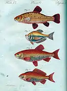 J. F. Bertuch: Kinderbuch Fische
