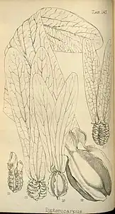 Thiselton Dyer (1874) の図版。21番（右上）: ヒエンクラート。23番（左端）がクルインバトゥ（D. lowii）の蕾、22番（左から2番目）が D. lamellatus の果実、19番（右下）がオオミフタバガキ（D. grandiflorus）の果実。