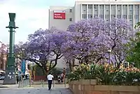 プレトリア市役所前広場のジャカランダ