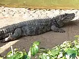 クチビロカイマン (Caiman latirostris)