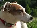 タン＆ホワイト。白髪が増えてきた高齢犬