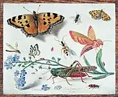 昆虫図 (1653)Galerie Müllenmeister